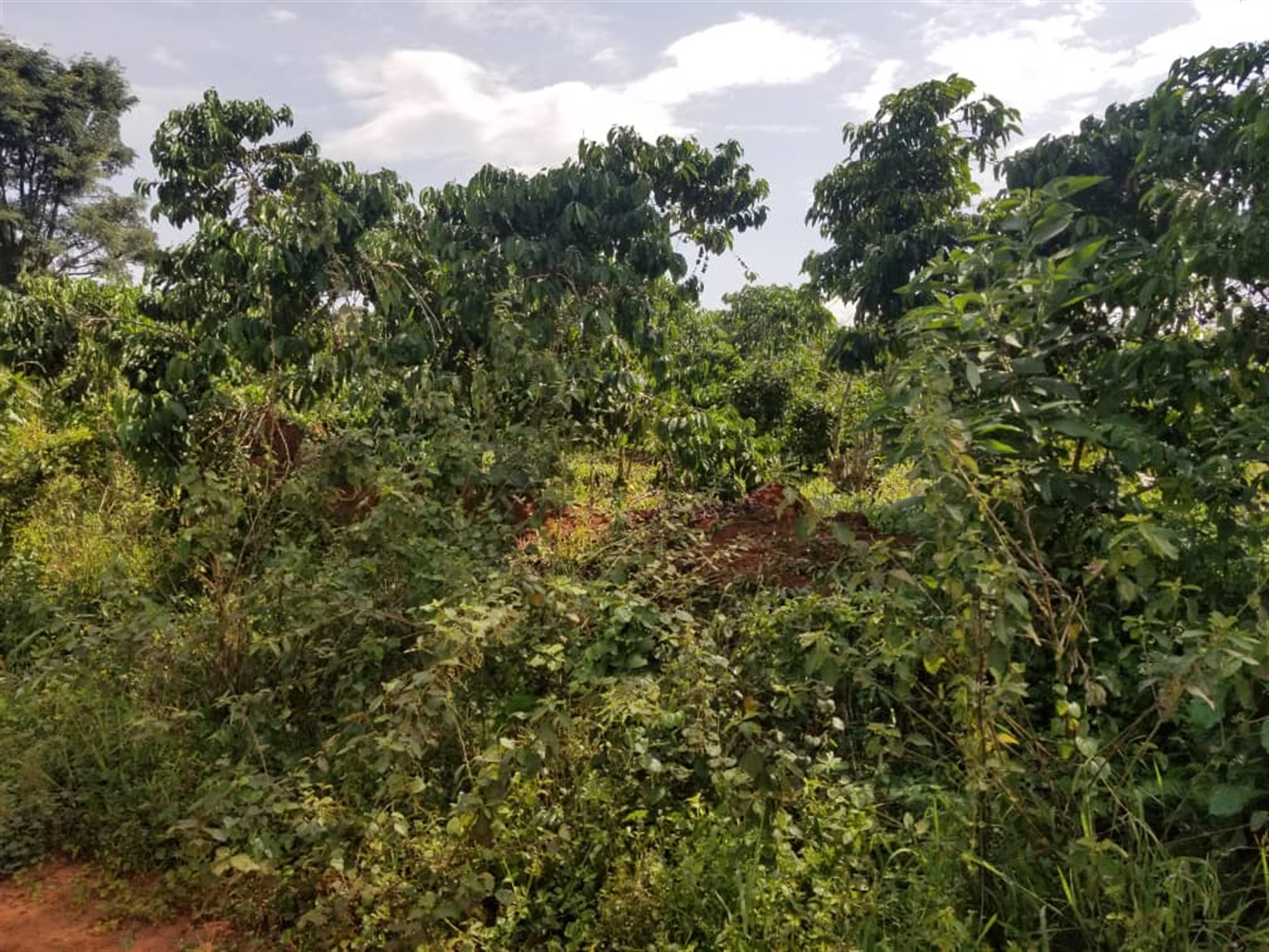 Agricultural land for sale in Wobulenzi Luweero Uganda
