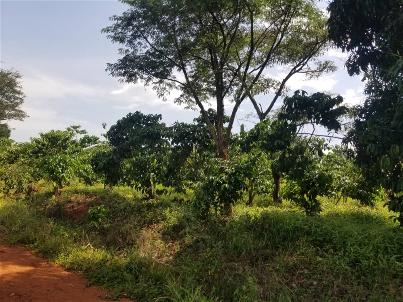 Agricultural land for sale in Wobulenzi Luweero Ug...
