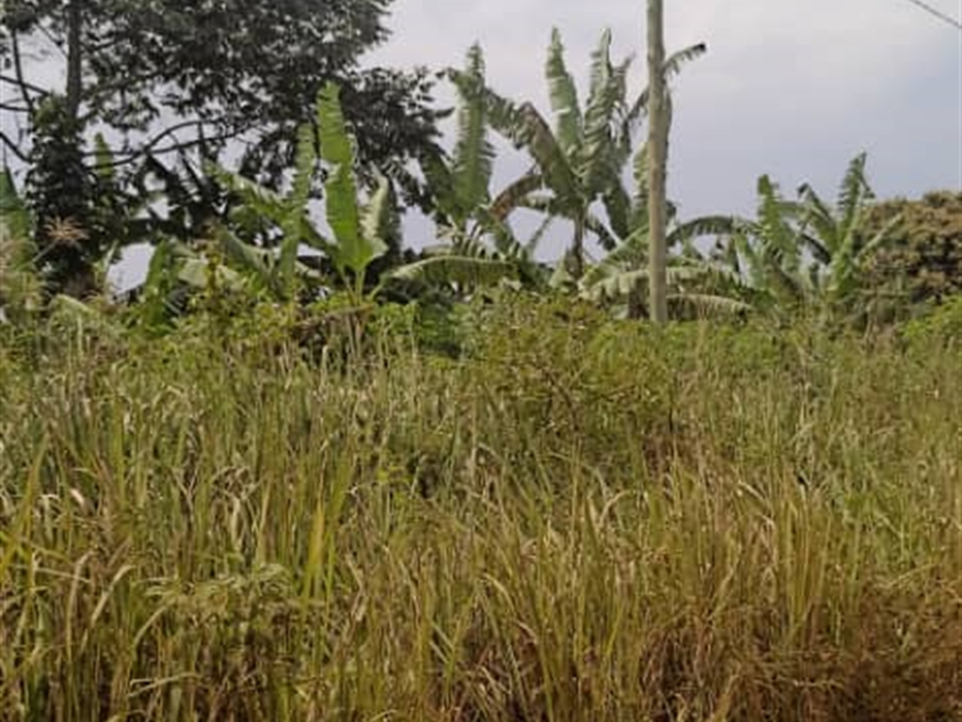 Agricultural land for sale in Ziloobwe Luweero Uganda