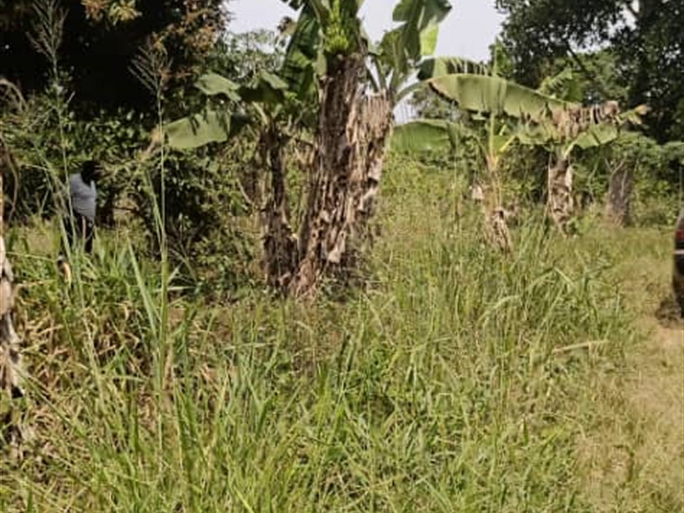 Agricultural land for sale in Ziloobwe Luweero Uganda