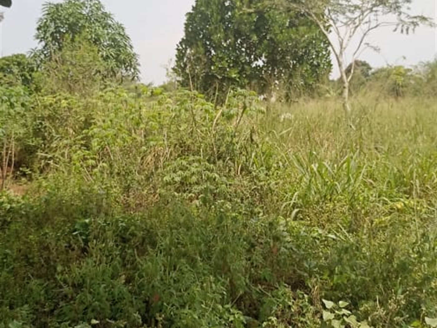 Agricultural land for sale in Ziloobwe Luweero Uganda