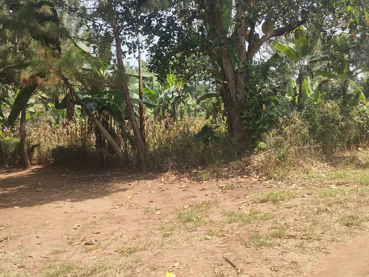 Commercial land for sale in Busunjju Mityana Uganda