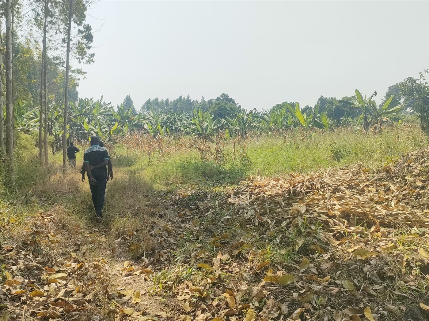 Commercial land for sale in Busunjju Mityana Uganda