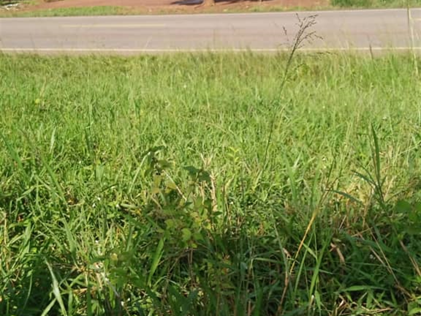 Commercial land for sale in Yandwe Luweero Uganda