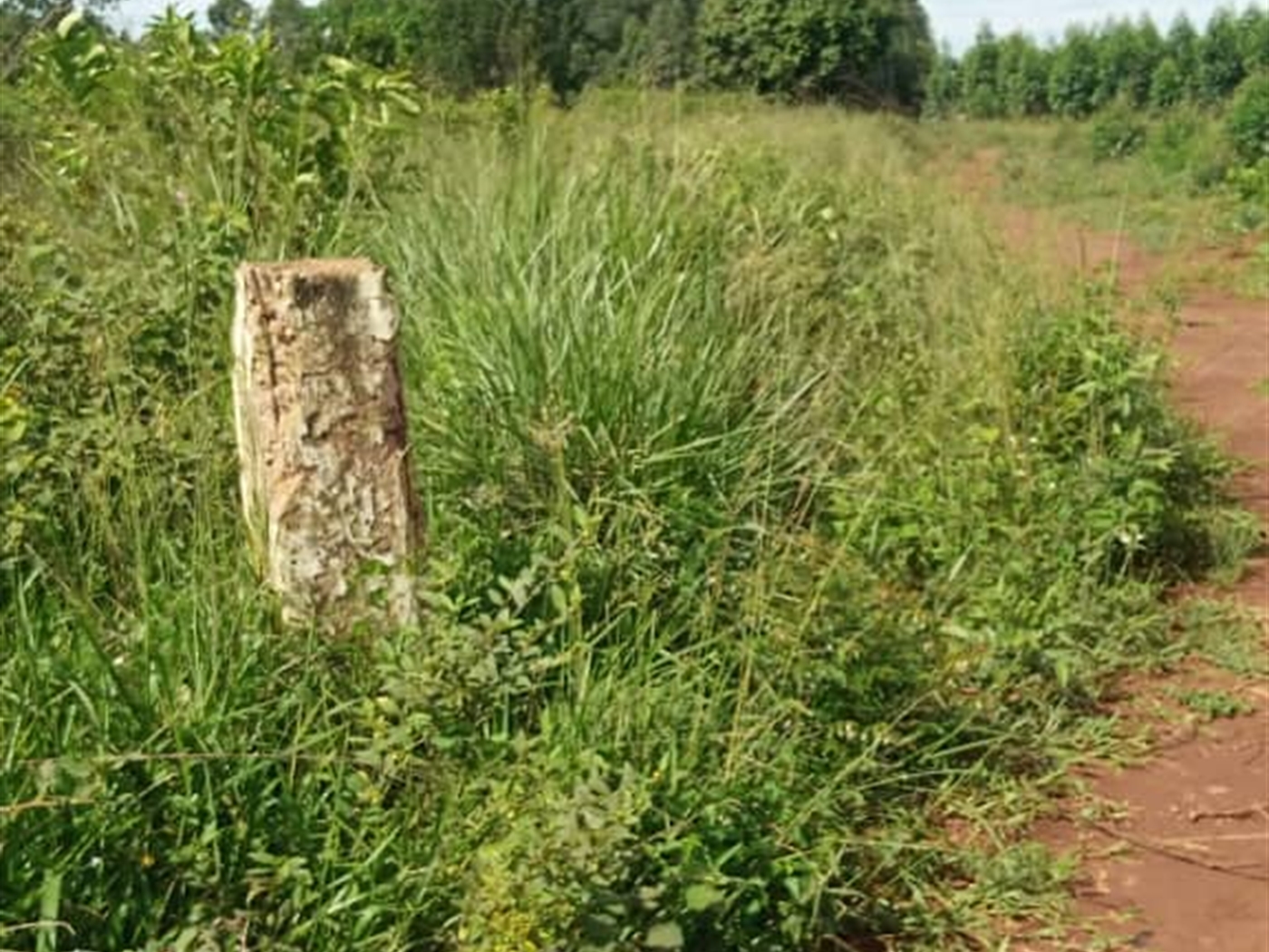 Commercial land for sale in Yandwe Luweero Uganda
