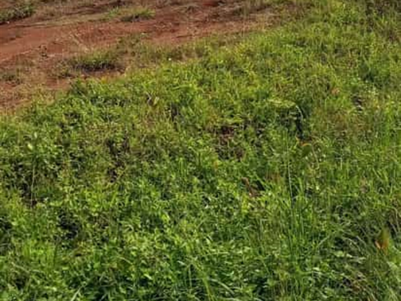 Commercial land for sale in Gayaza Wakiso Uganda,