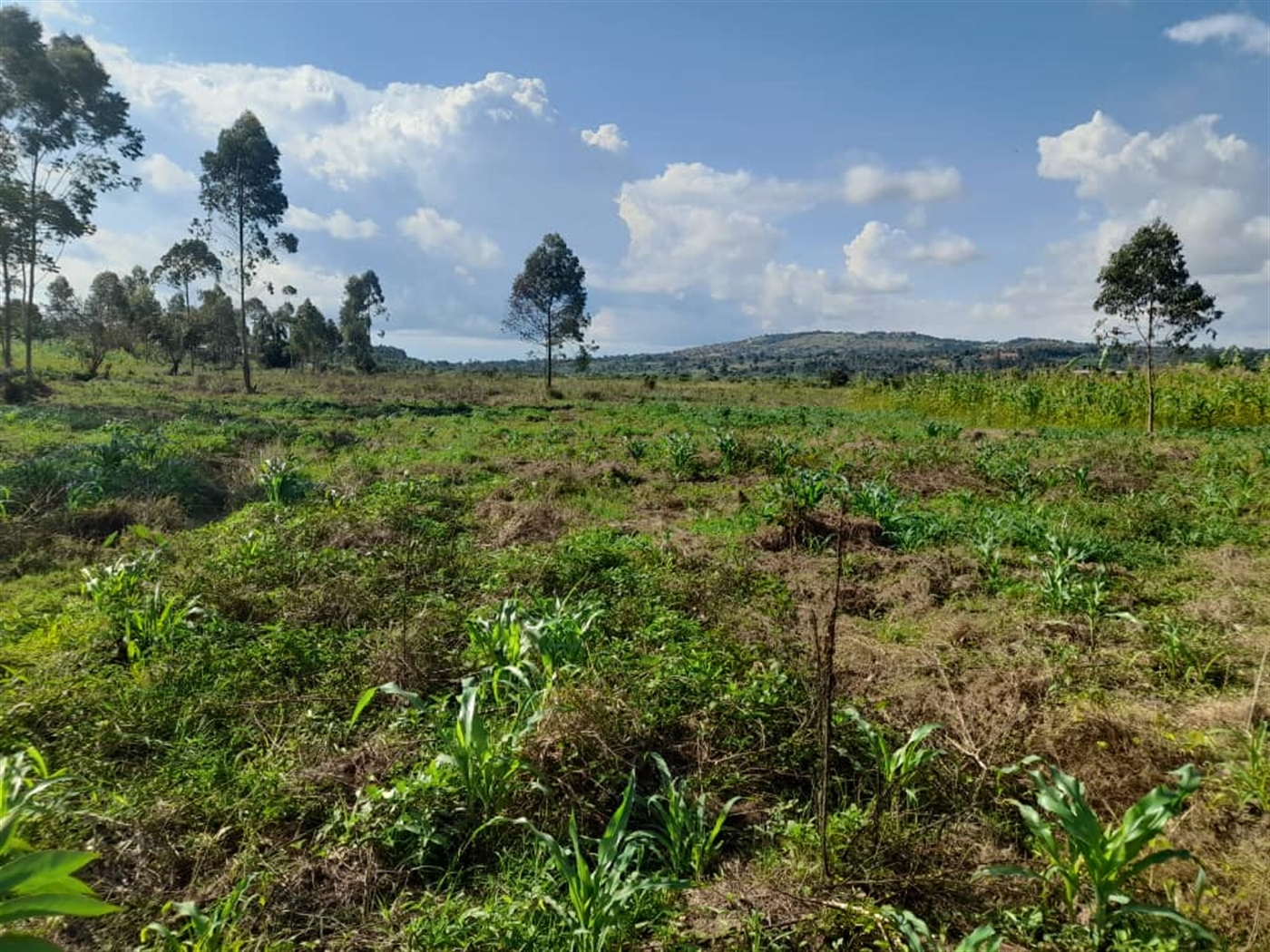 Commercial land for sale in Jjandira Mpigi Uganda