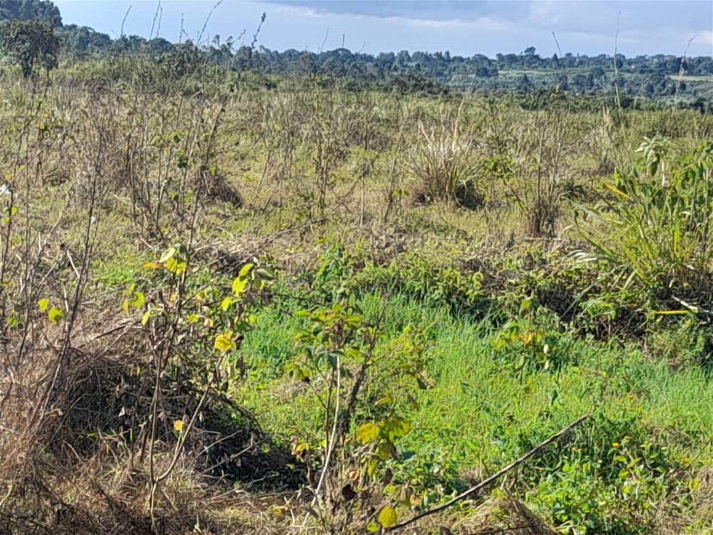 Commercial land for sale in Jjandira Mpigi Uganda