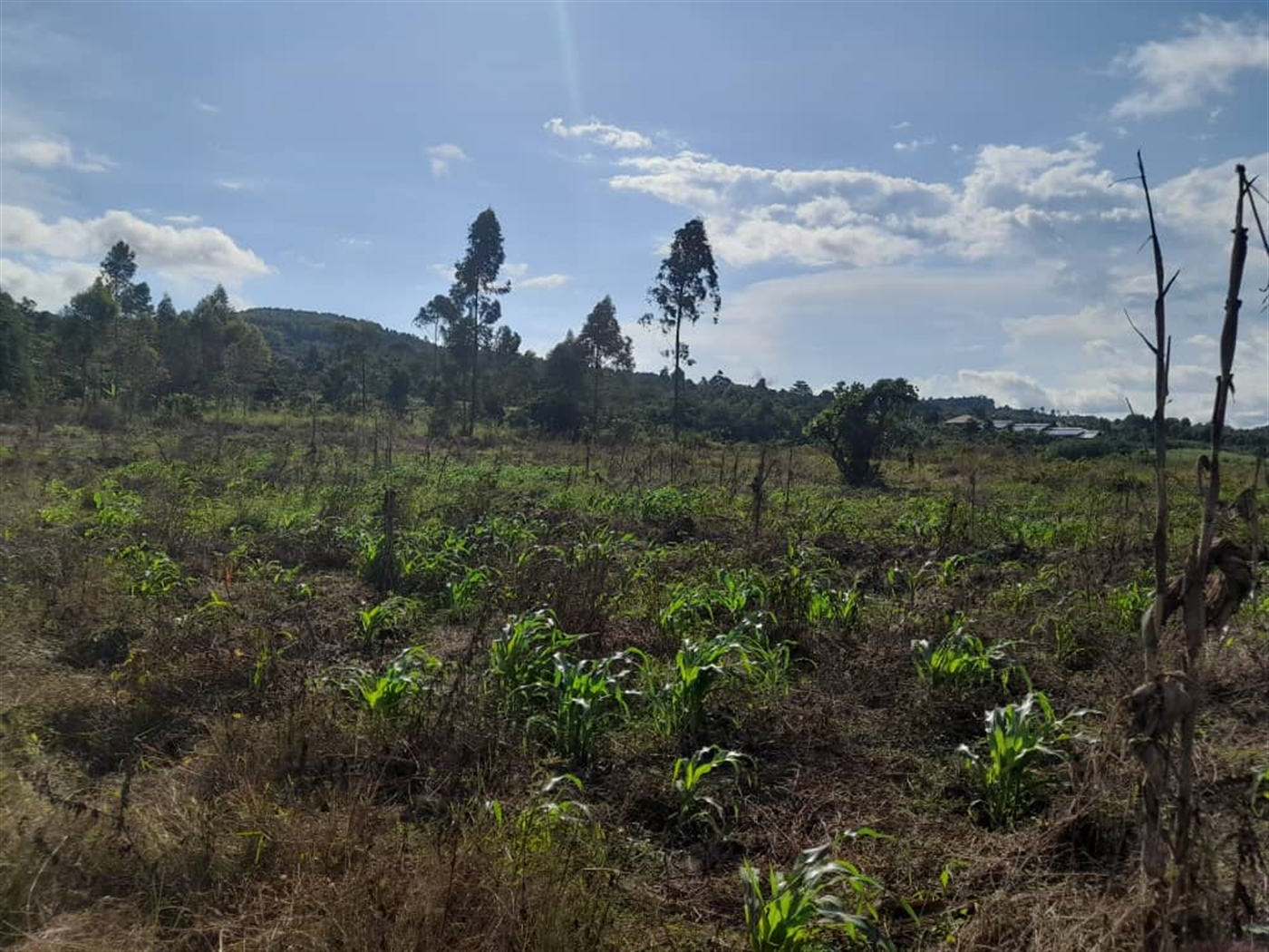 Commercial land for sale in Jjandira Mpigi Uganda