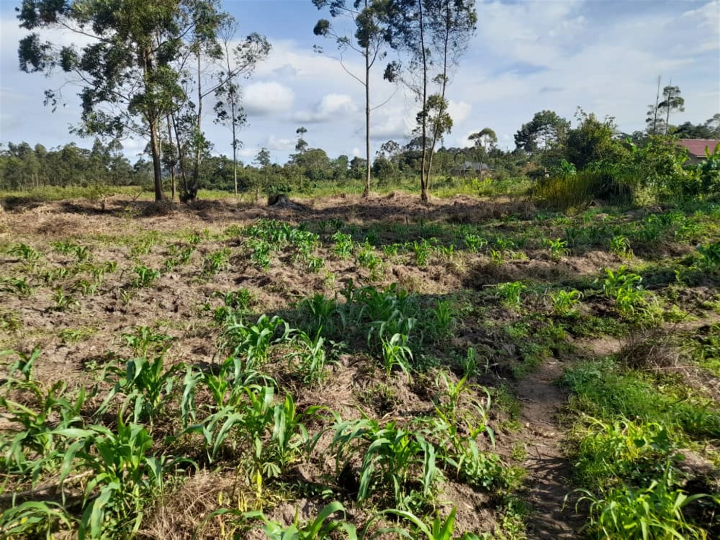 Commercial land for sale in Jjandira Mpigi Uganda