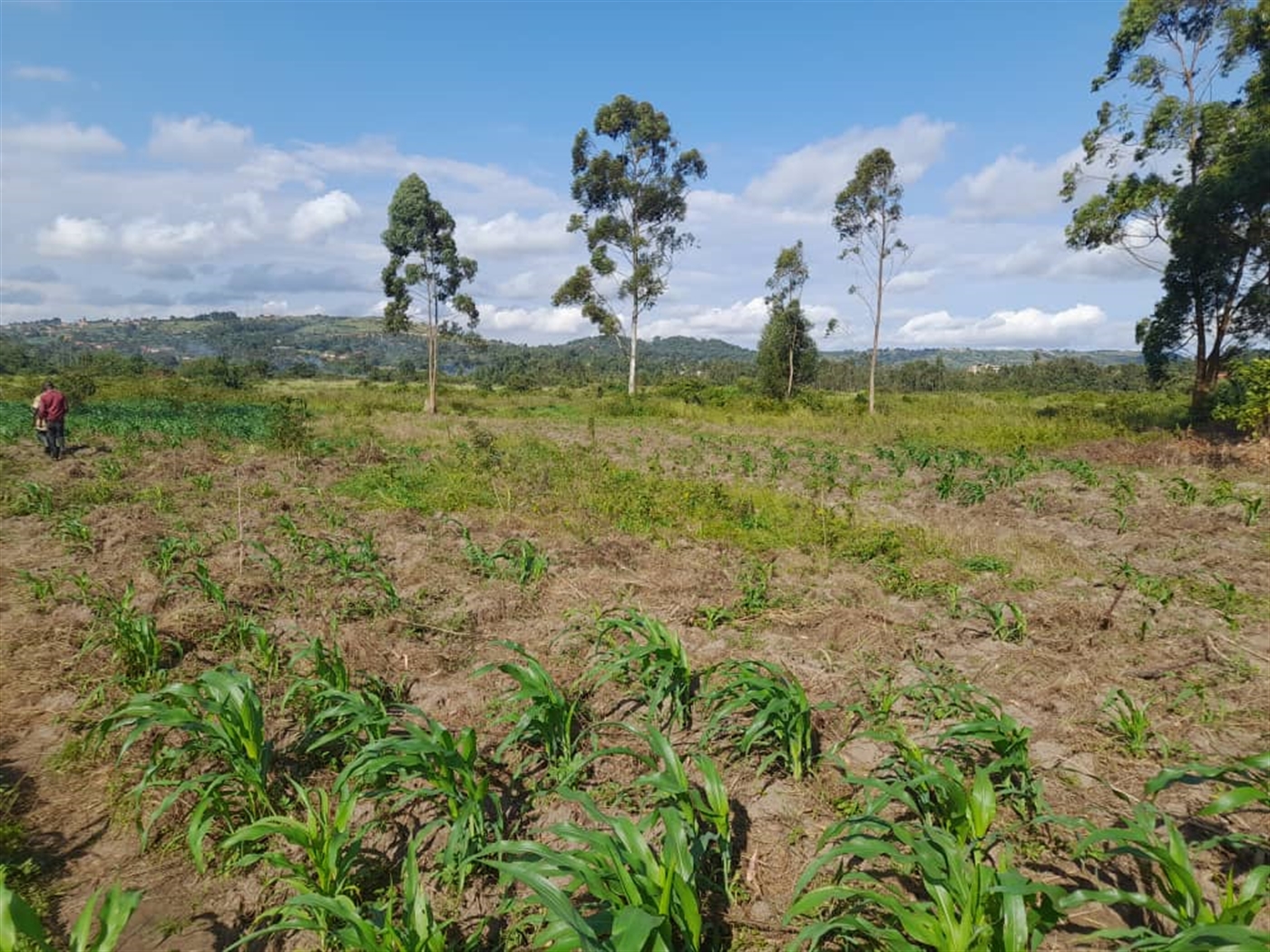 Commercial land for sale in Jjandira Mpigi Uganda