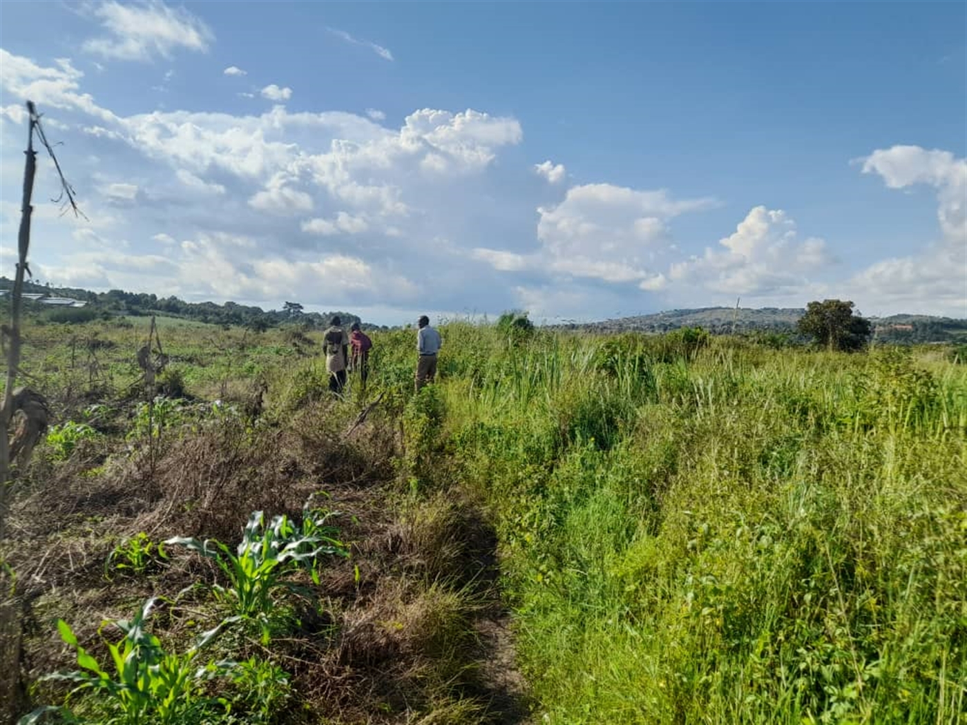 Commercial land for sale in Jjandira Mpigi Uganda