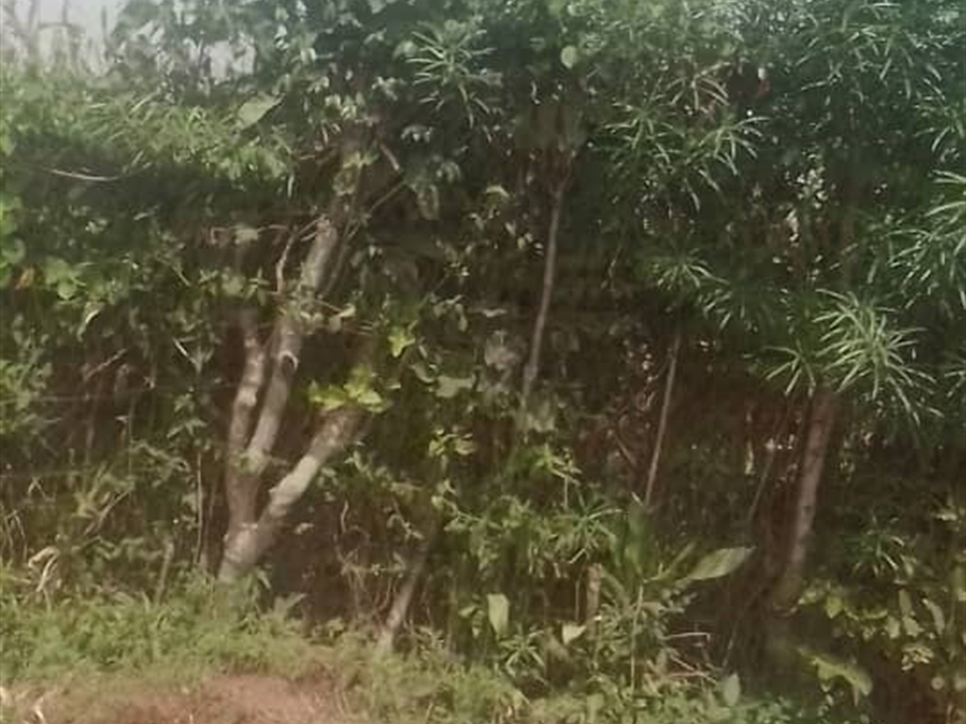Commercial land for sale in Kalagi Mukono Uganda