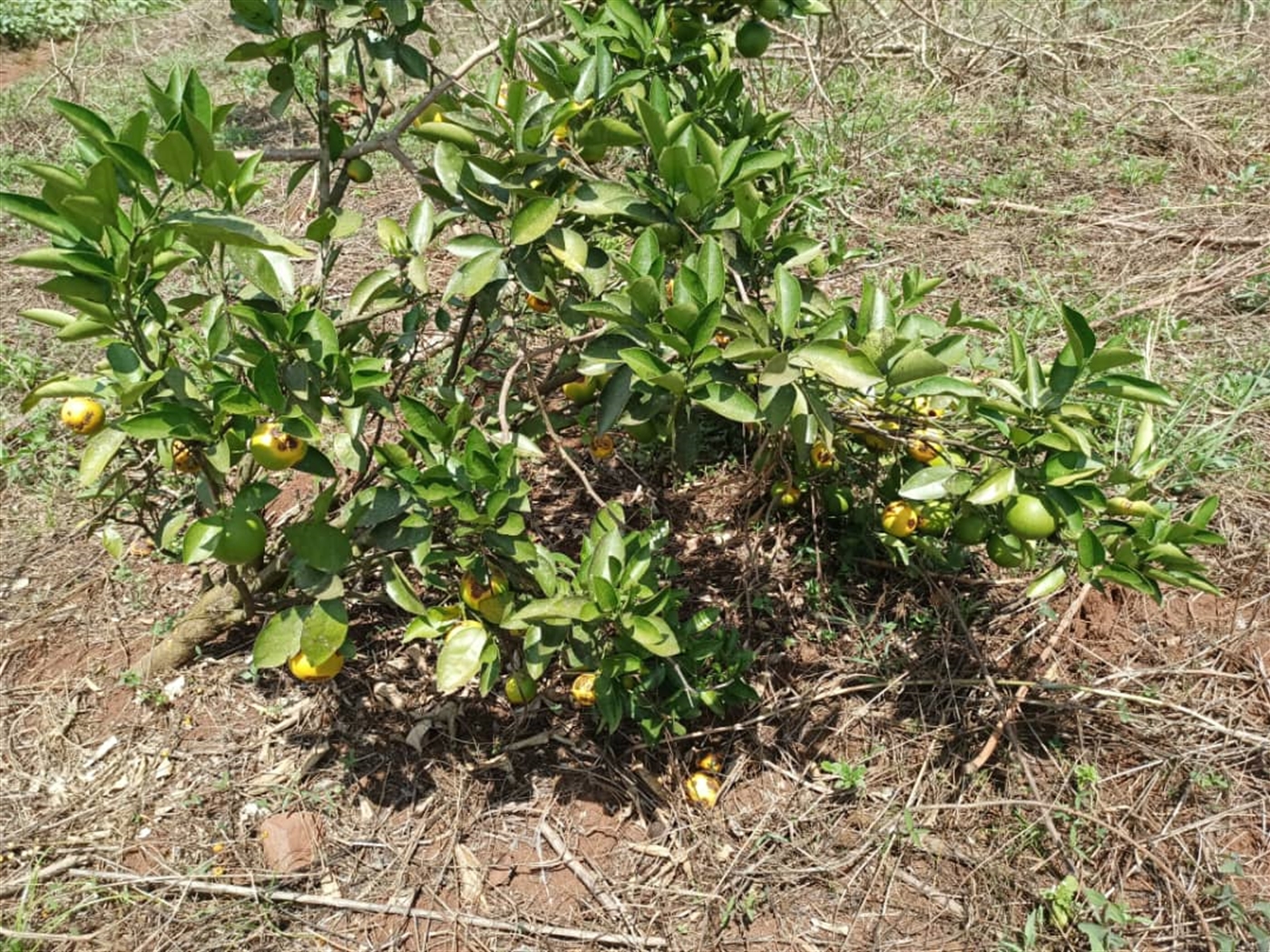 Commercial land for sale in Kalule Luweero Uganda