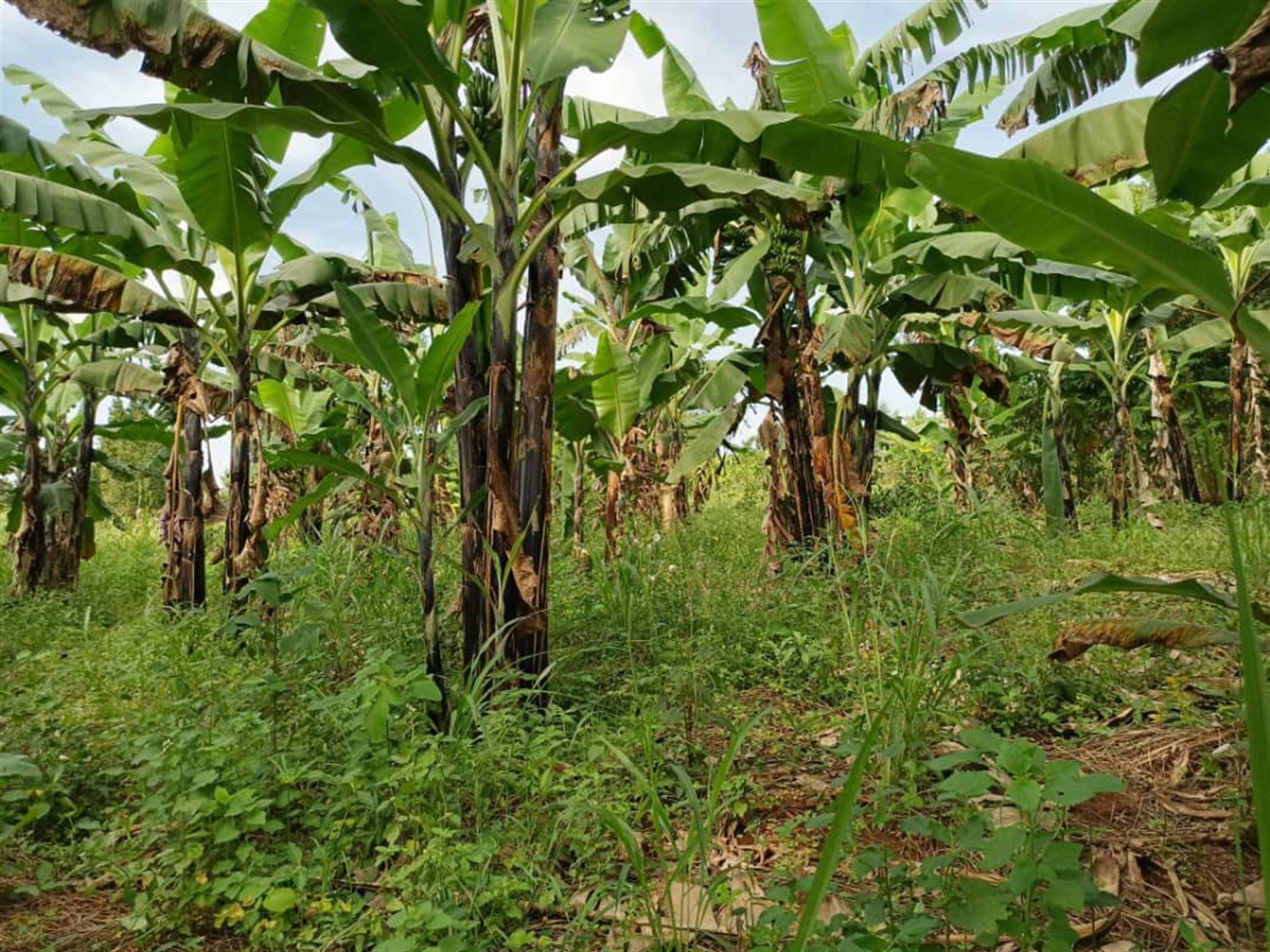 Commercial land for sale in Kalule Luweero Uganda