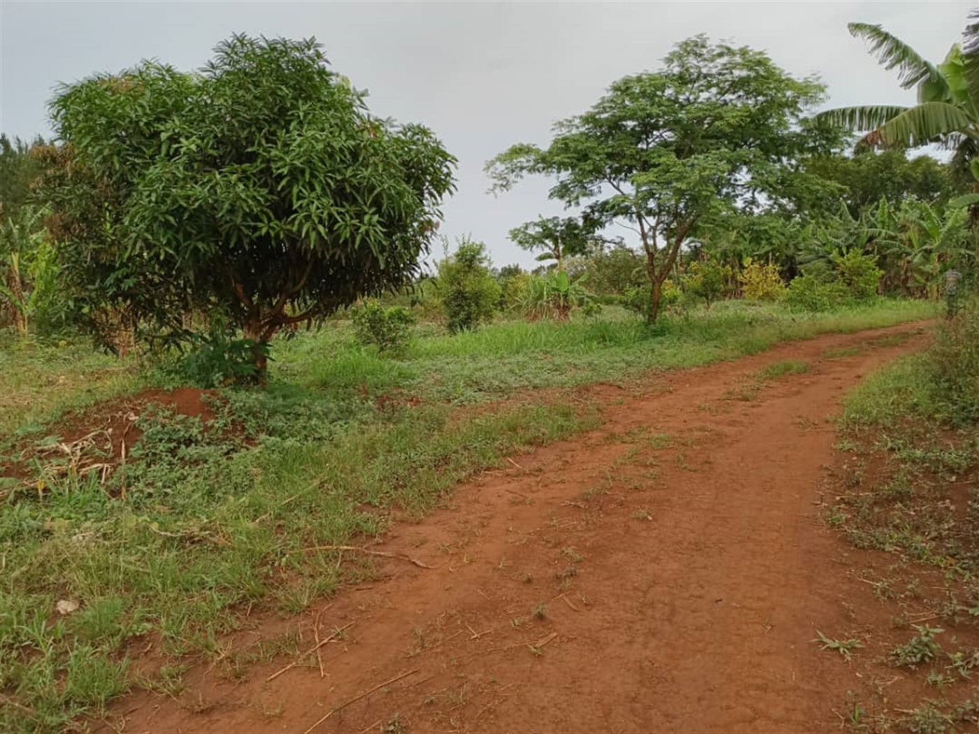 Commercial land for sale in Kalule Luweero Uganda