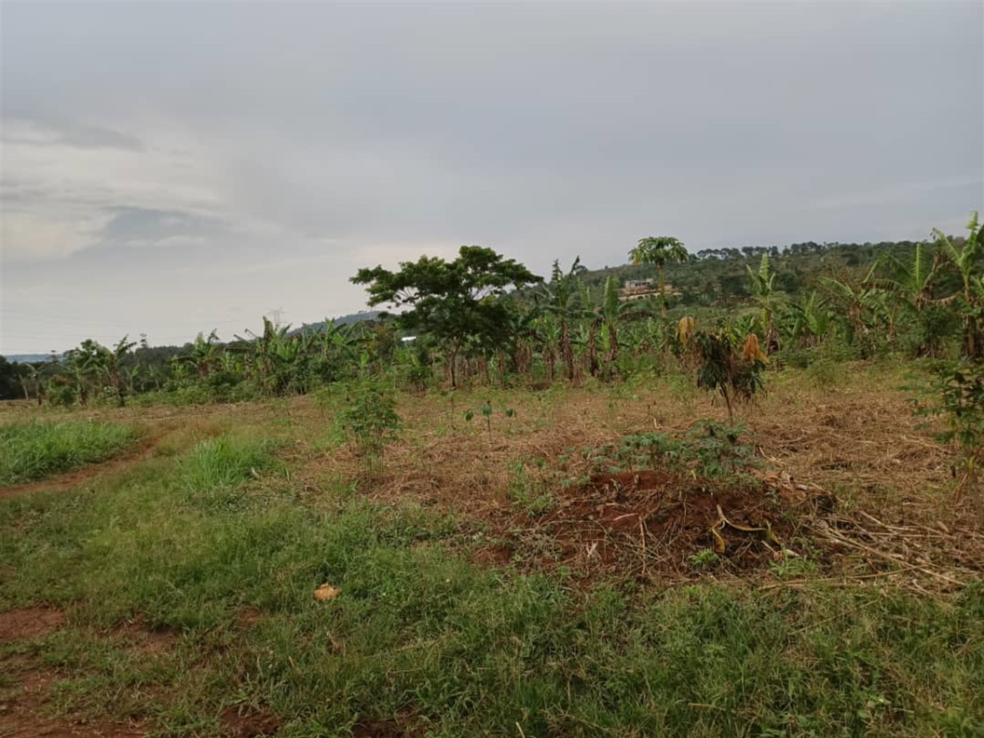 Commercial land for sale in Kalule Luweero Uganda