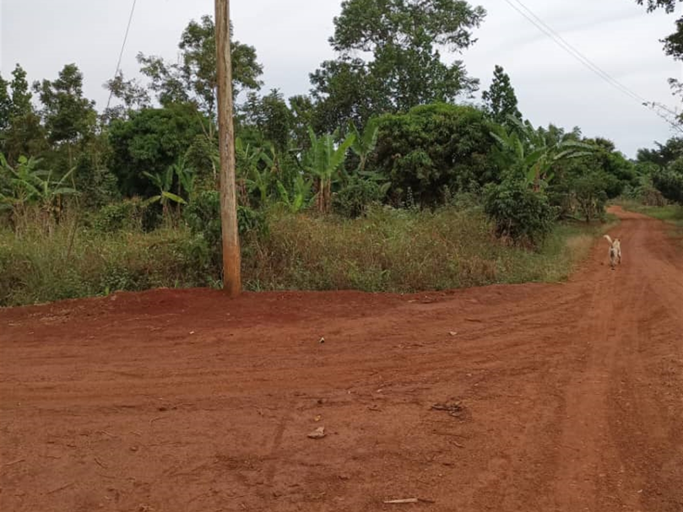 Commercial land for sale in Kalule Luweero Uganda