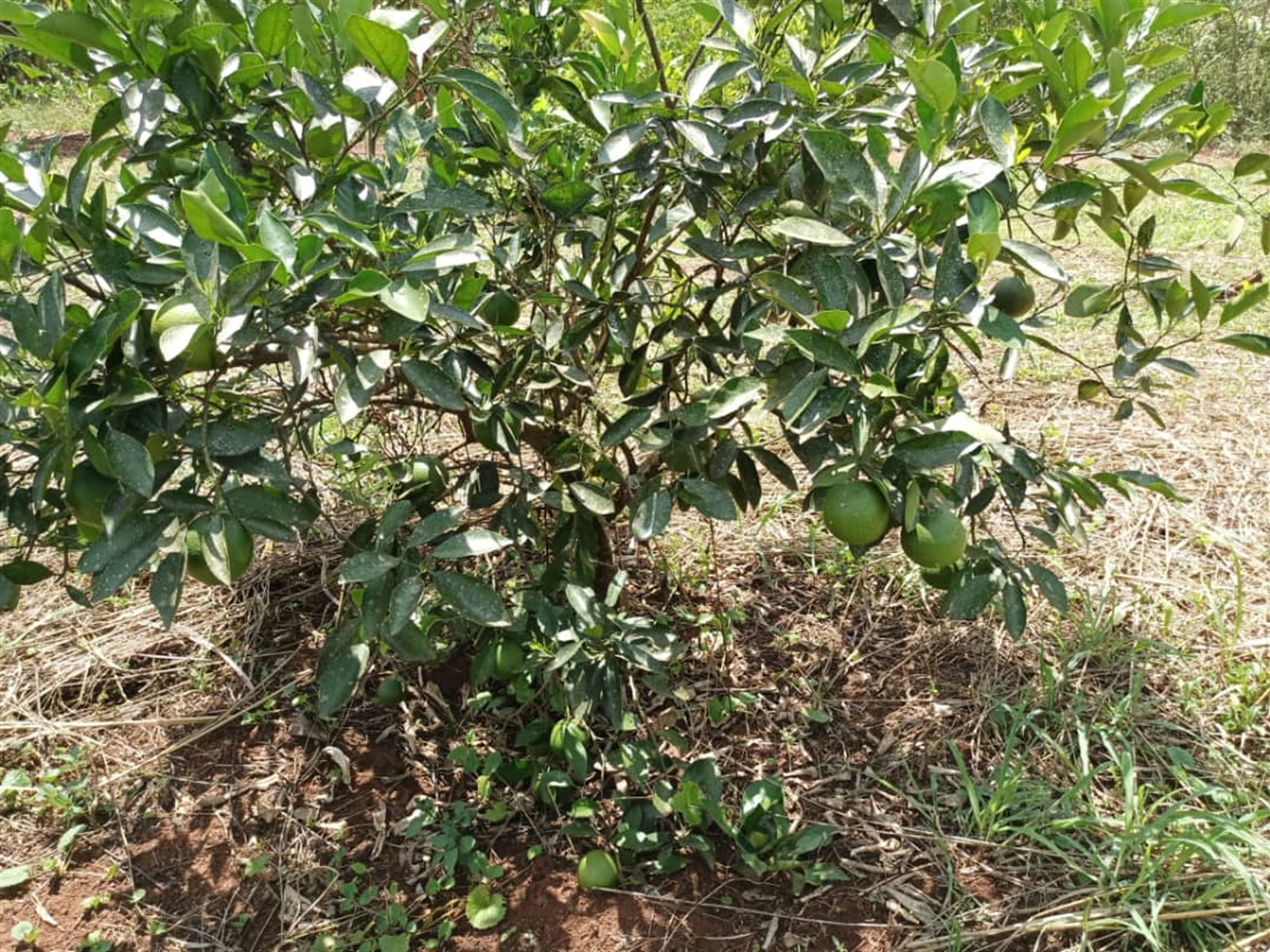 Commercial land for sale in Kalule Luweero Uganda