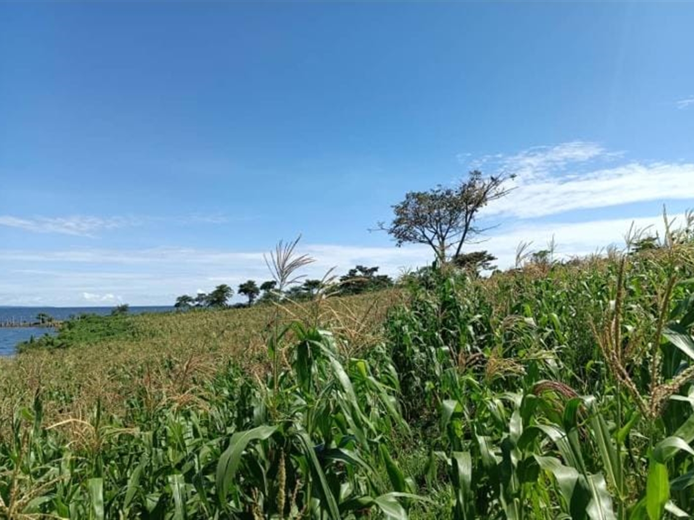 Commercial land for sale in Katosi Mukono Uganda