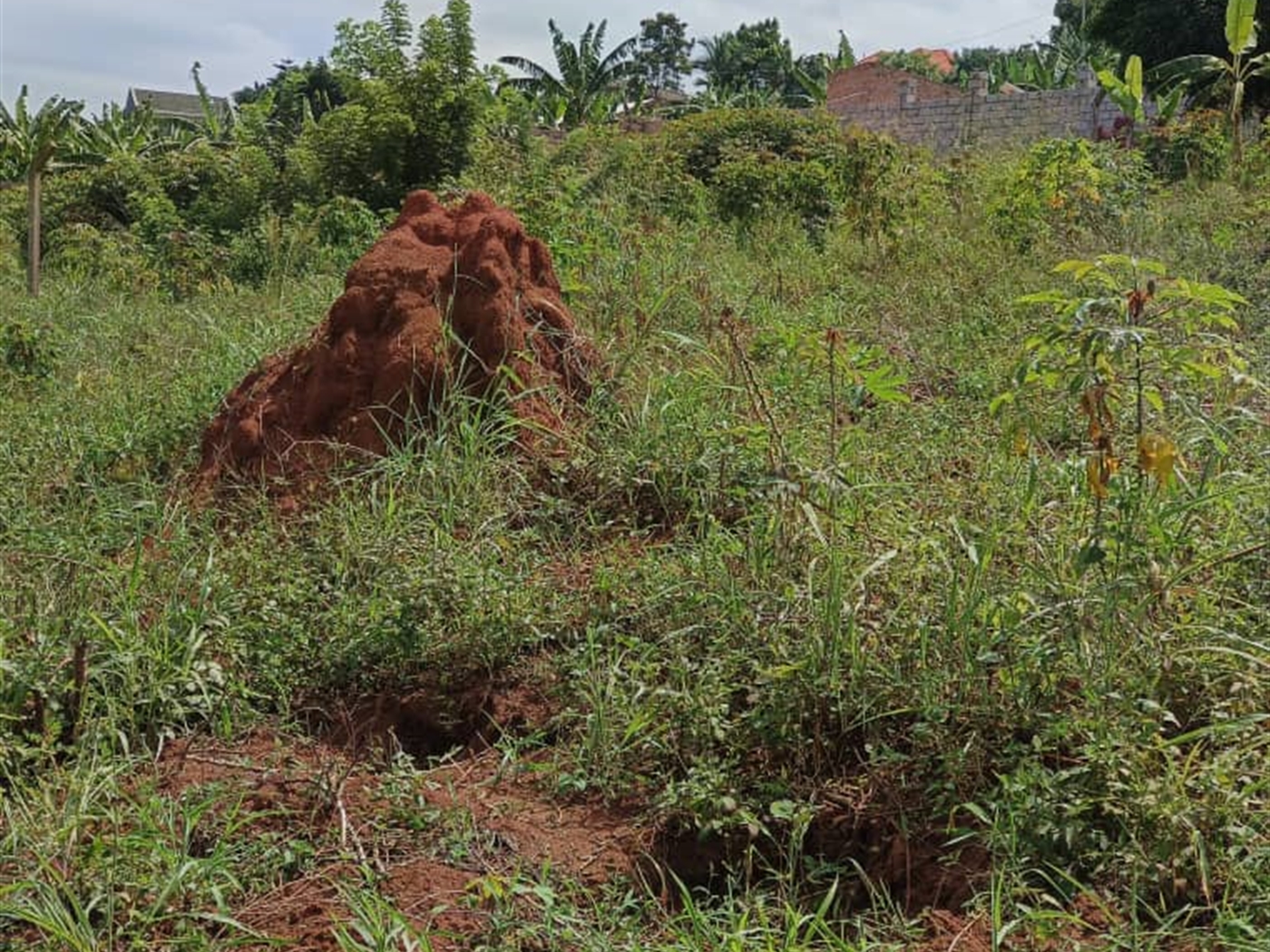 Commercial land for sale in Kigo Wakiso Uganda