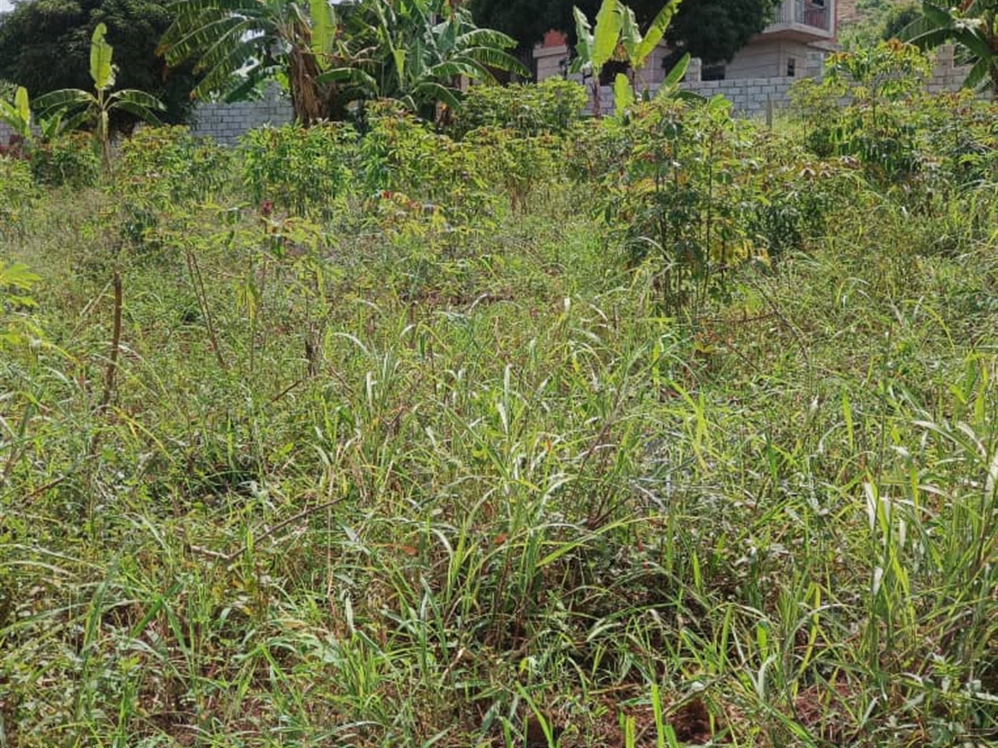 Commercial land for sale in Kigo Wakiso Uganda