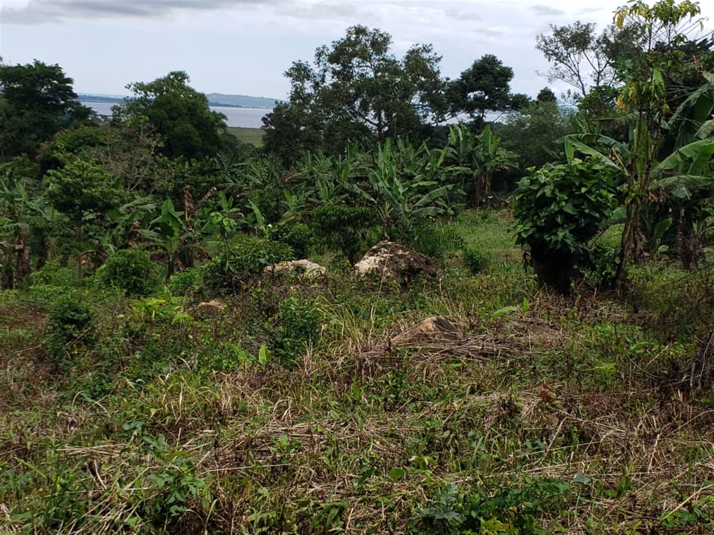 Commercial land for sale in Mpata Mukono Uganda