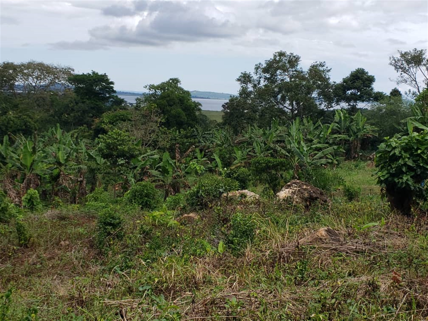 Commercial land for sale in Mpata Mukono Uganda