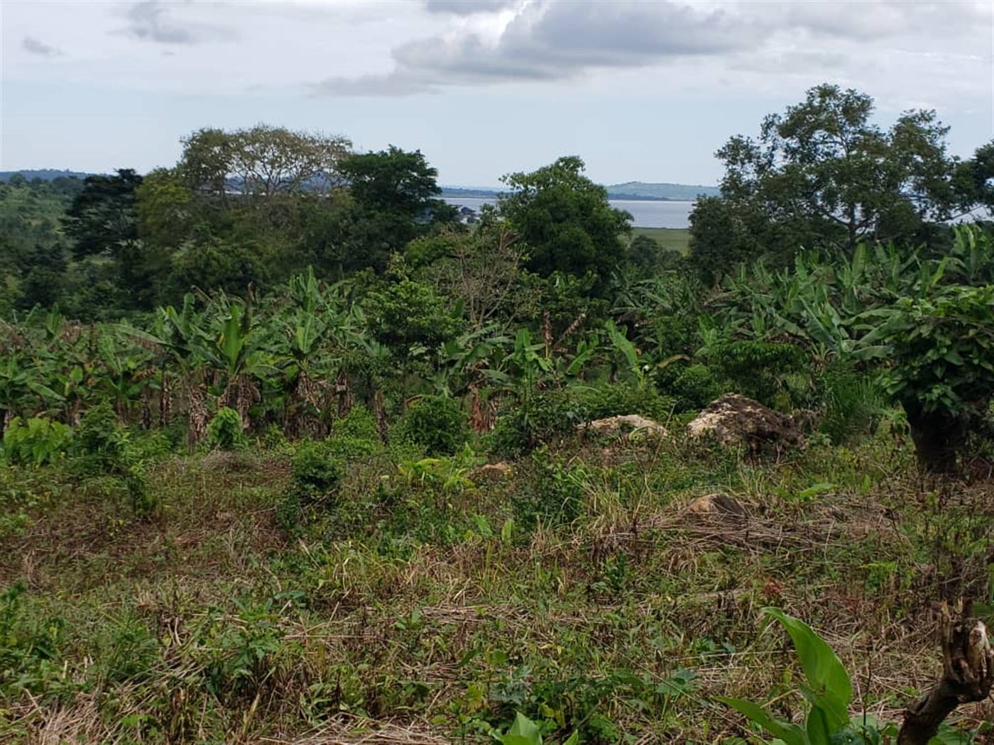 Commercial land for sale in Mpata Mukono Uganda