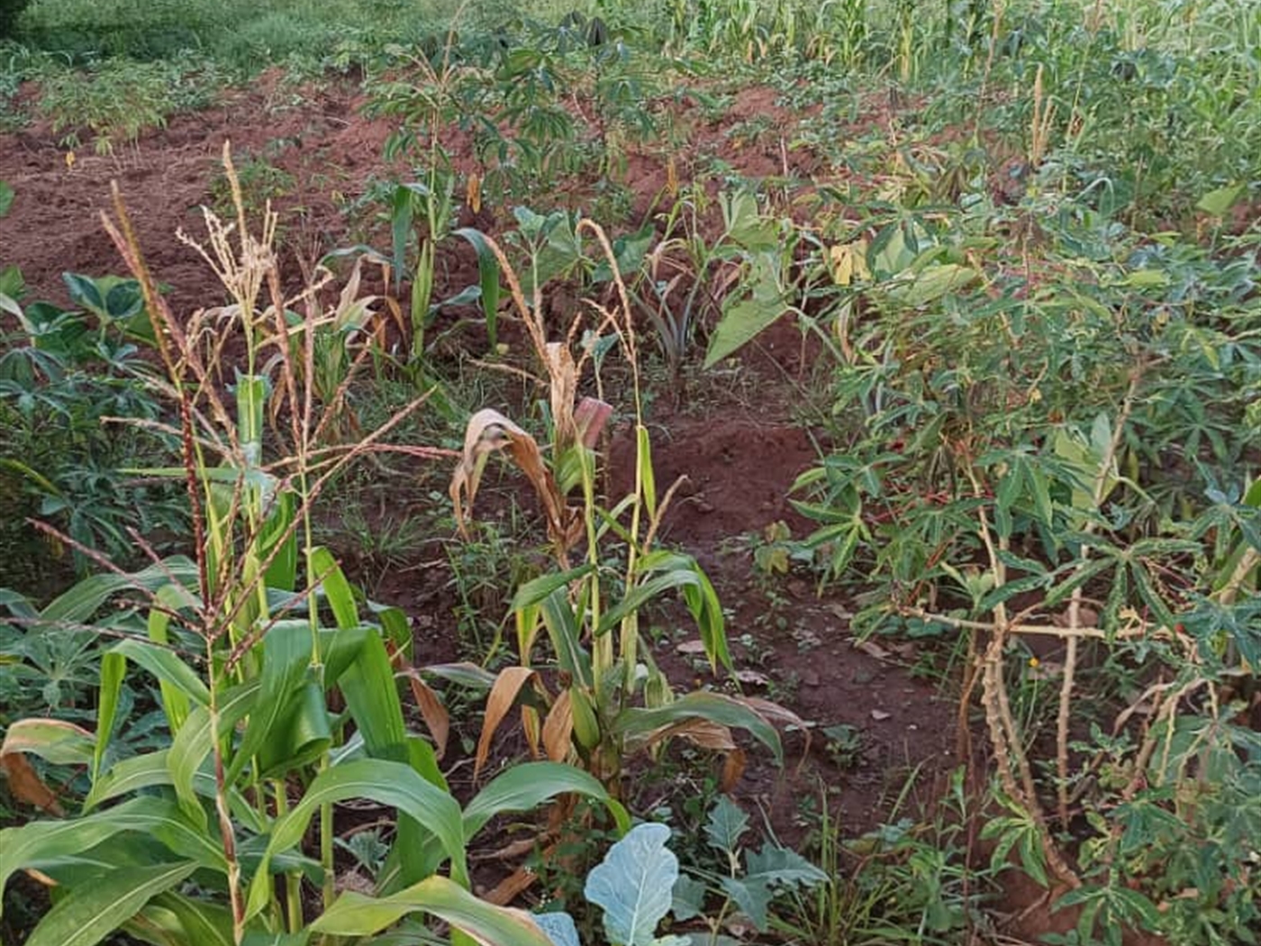 Commercial land for sale in Manyagwa Wakiso Uganda