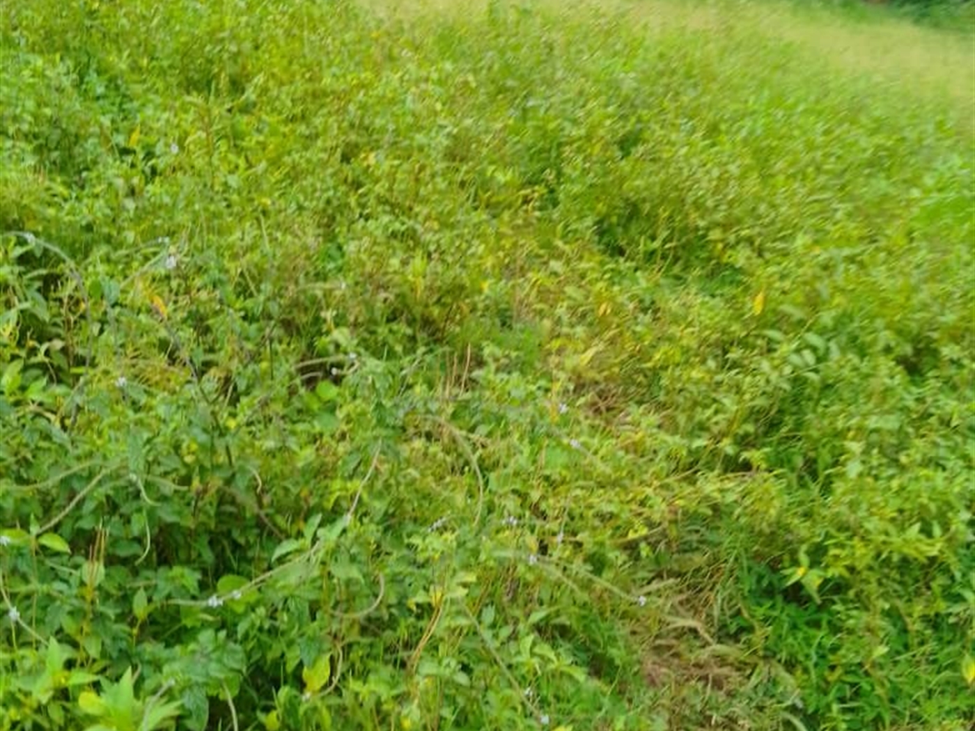 Commercial land for sale in Kiwenda Wakiso Uganda