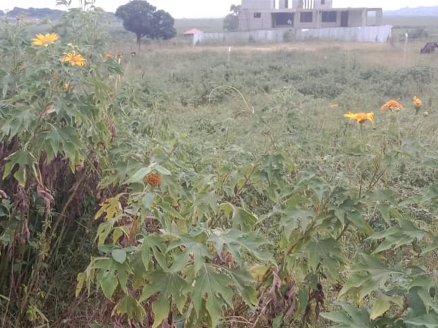 Commercial land for sale in Lubowa Wakiso Uganda
