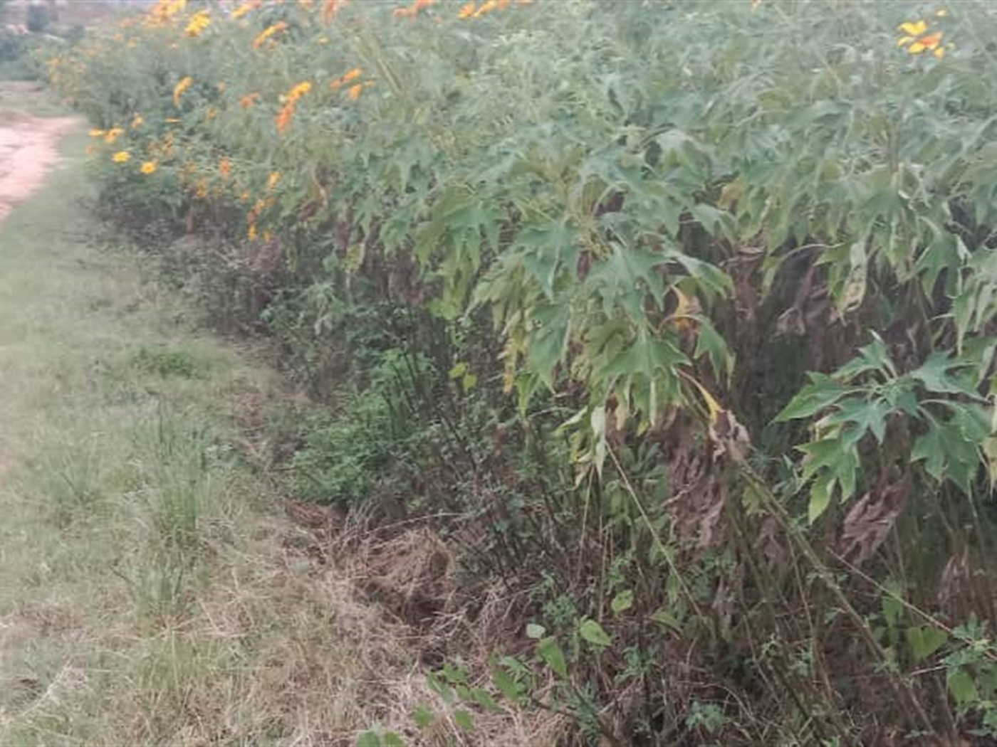 Commercial land for sale in Lubowa Wakiso Uganda