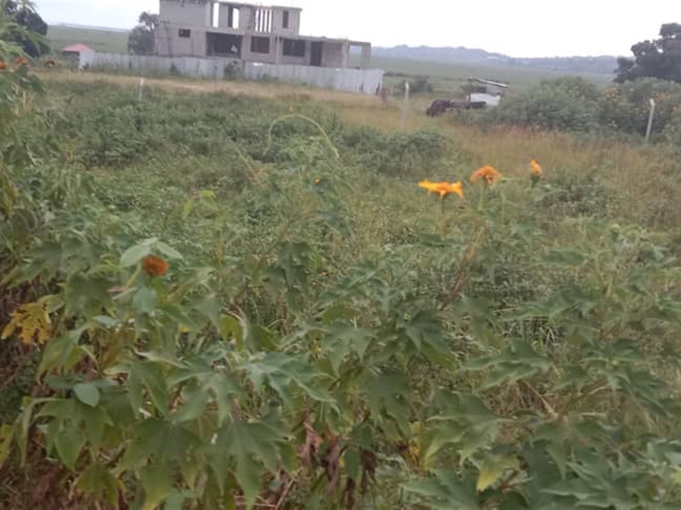 Commercial land for sale in Lubowa Wakiso Uganda