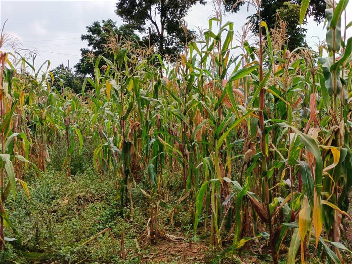 Commercial land for sale in Kulambilo Kampala Uganda