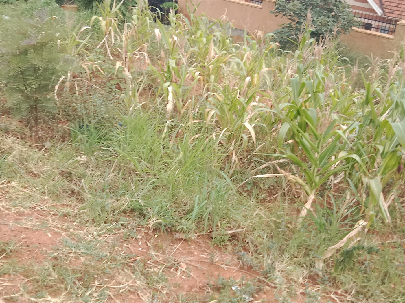 Commercial land for sale in Kyanja Kampala Uganda