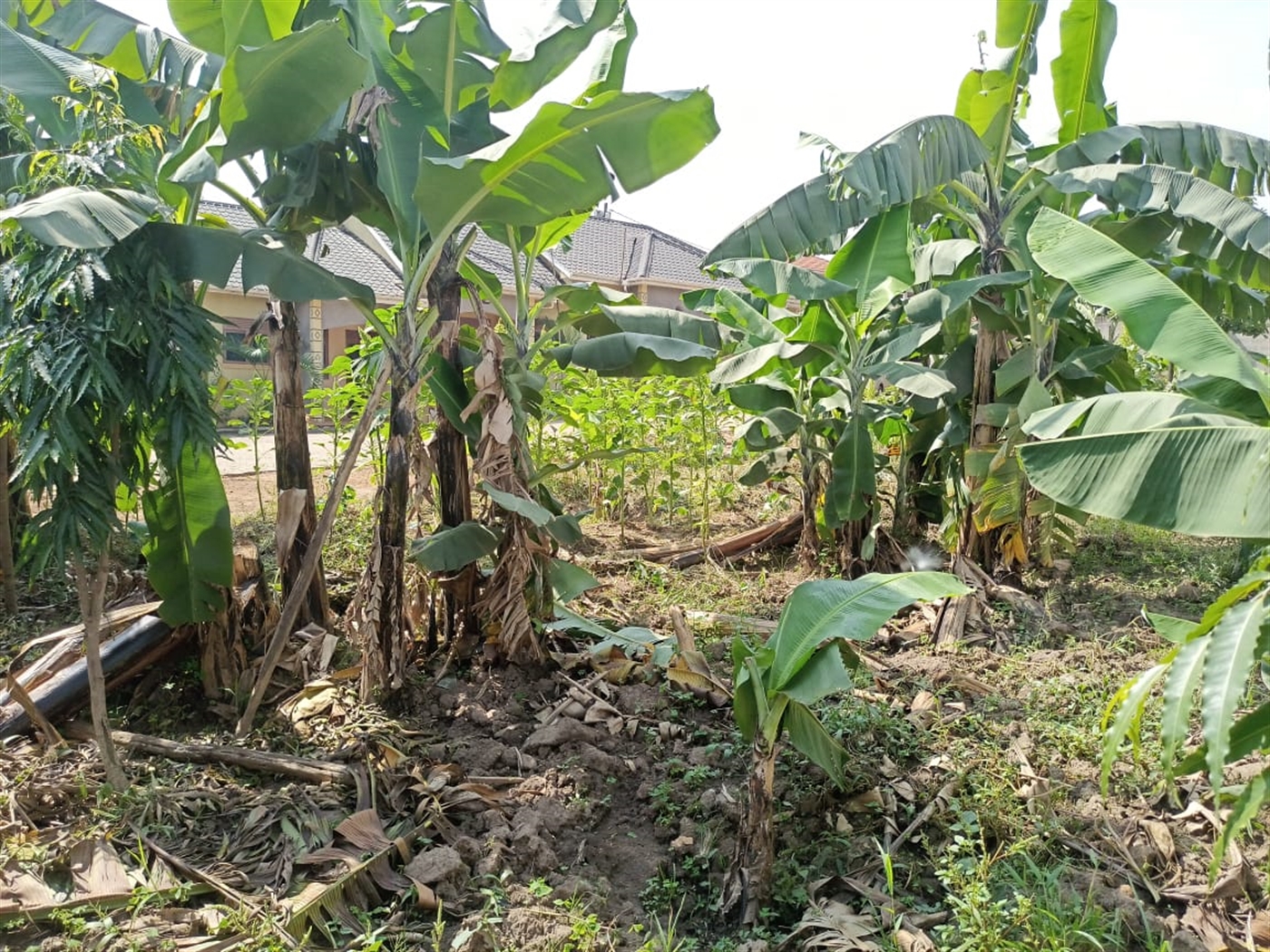 1 bedroom Rental units for sale in Kira Wakiso Uganda